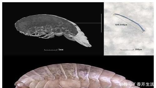 物种 6000米深海中发现新“物种”，科学家却高兴不起来，这是为何