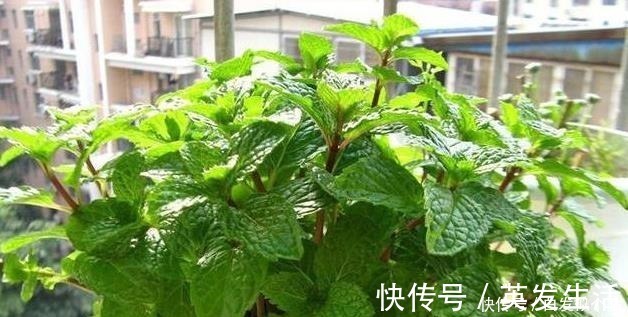 盆栽|这些花，命太大，成桶成桶喝水，烈日下开花，开爆整个夏天！