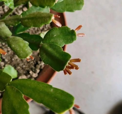 家养蟹爪兰，把握4个关键点，年年花繁叶茂！