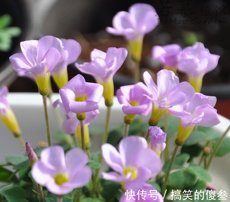 这九种花,随便扔土里,就能长成一片,开花不断