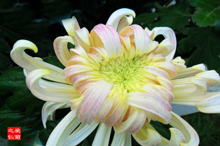 喜欢菊花,不如养盆“菊中珍品”兼六白菊,似翩翩少女,玲珑美丽