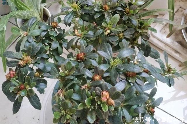 公认难养的6种花,新手慎买,养不活还浪费钱!