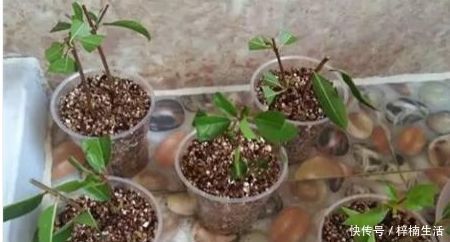 枝条|3种“花”快入盆,一插就活,7天生白根,开花不断,家里飘满香