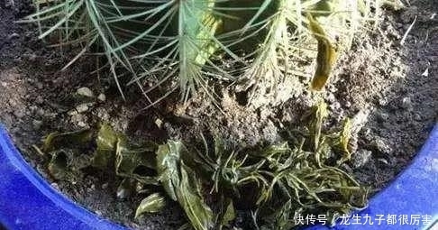 有这“6种坏习惯”,是养不好花的,快来看看你有没有