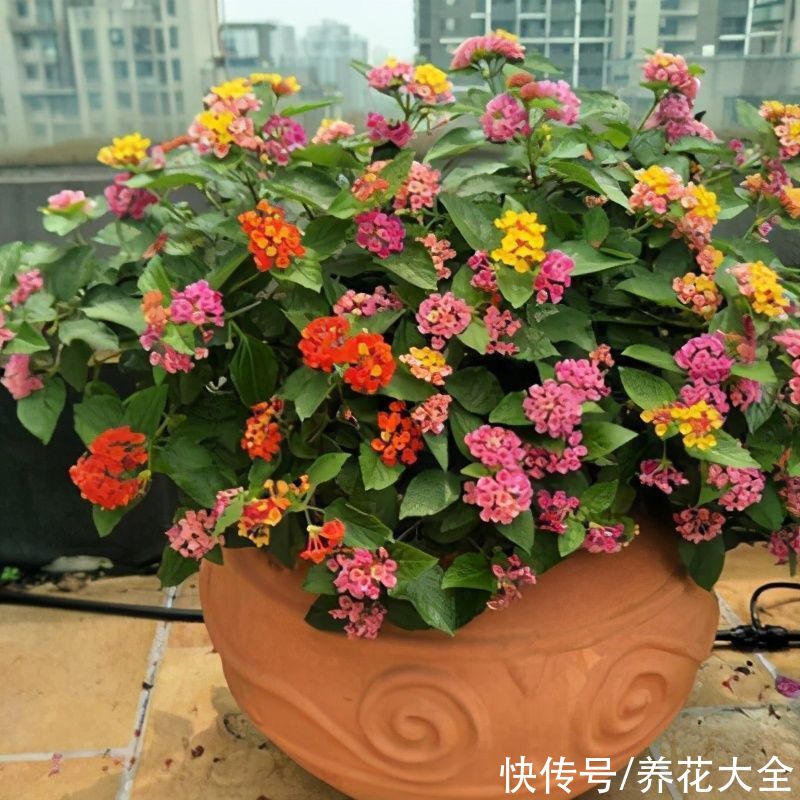  这4种花颜值虽然高，但是味道却很“臭”，真是让人又爱又恨