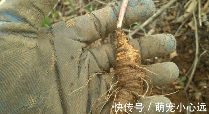 家乡|此为“山海螺”,若长在你家乡,请少挖些,答应我,因为太珍贵了