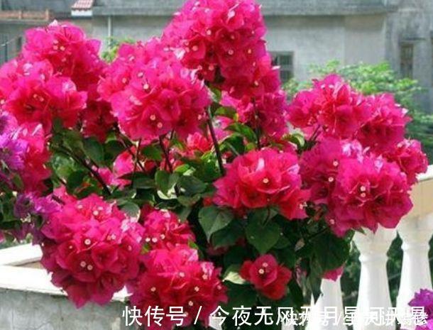 花量|超好养的几种花，花量超大的，一开就是200多天