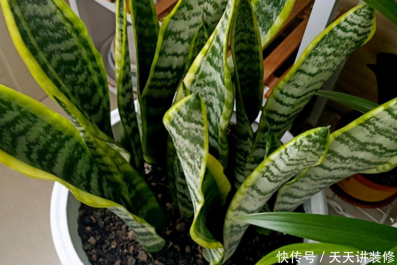 花土|新人养花容易出问题，不如盆栽虎皮兰，注意4点，好活漂亮