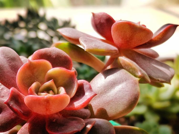 成长|与多肉一起走过的日子,见证多肉的成长过程!