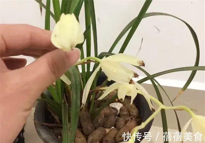 这花先别搬进屋,放外面冻20天,很快就开花