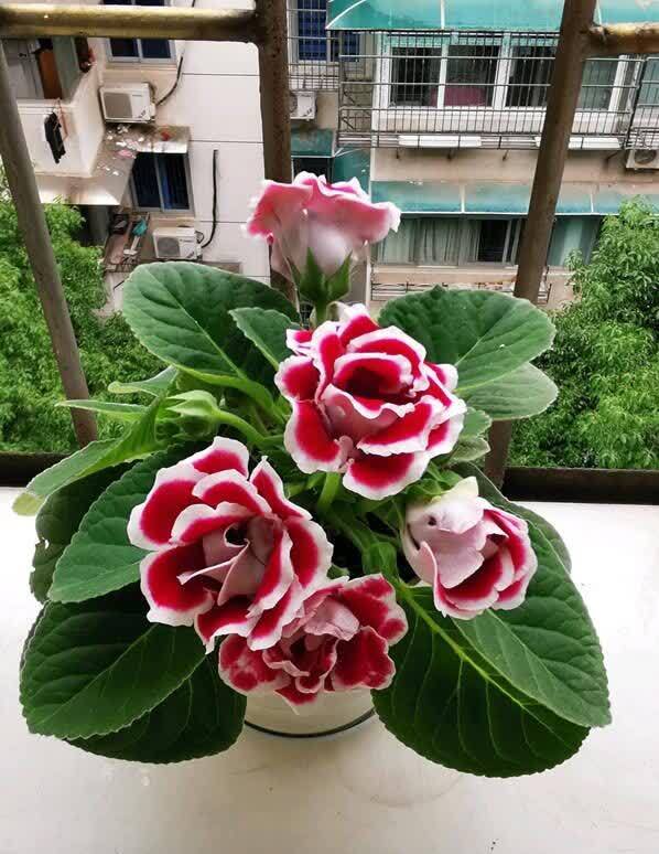 大岩桐|二三月份,又是扦插好季节,这几种花,相对来说最合适