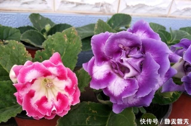 大岩桐花|一种四季开花的花，用叶子都能“插活”，漂亮又好养，不养可惜了！