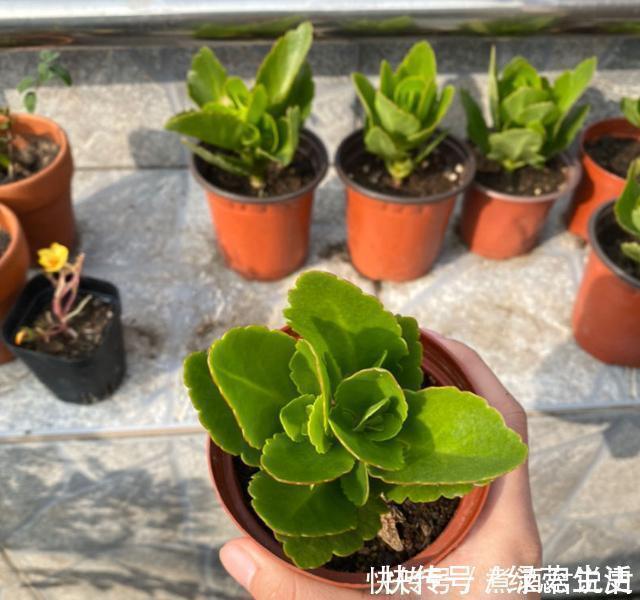 生根|扦插最佳时期到了，有这花赶紧插，沾土就能活！