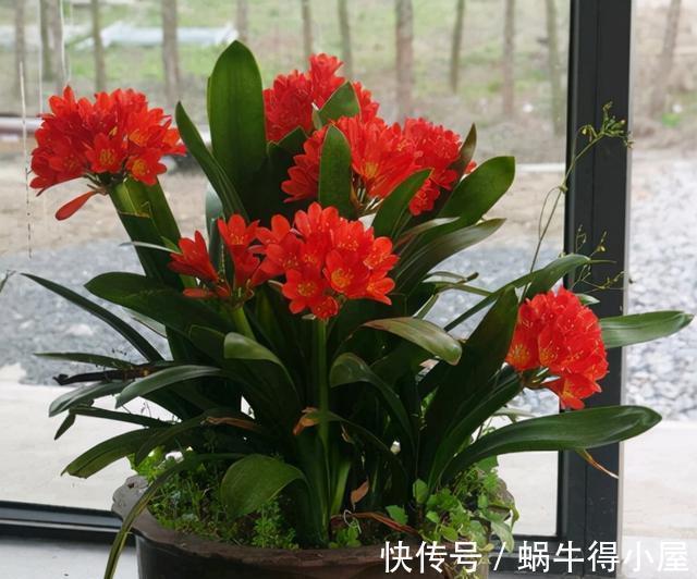 分化|想不想君子兰快速开花?秋季做好这3点,根系满盆,快速长花苞