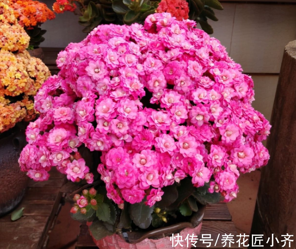 光照|入秋以后，长寿花不要着急开花，先“复壮”再促花，持续开到夏季