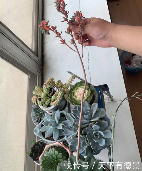 多肉长出“这东西”，及时剪掉，可别舍不得，不然徒长长得丑