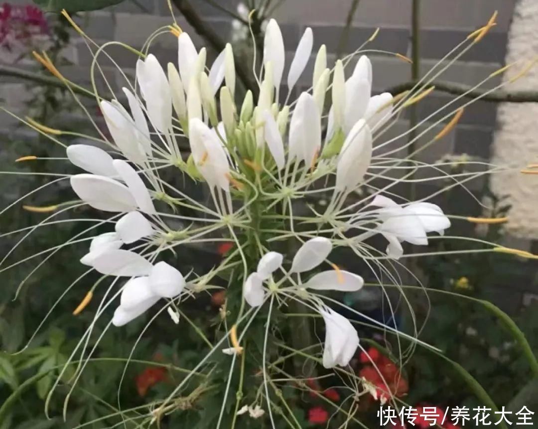 飘香藤|晒不死、热不死的花,越晒花越多,越热长越快