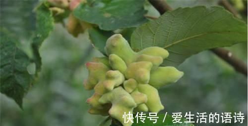 人称“五倍子”,“虫子”越多越值钱,以前是害草,如今成了宝