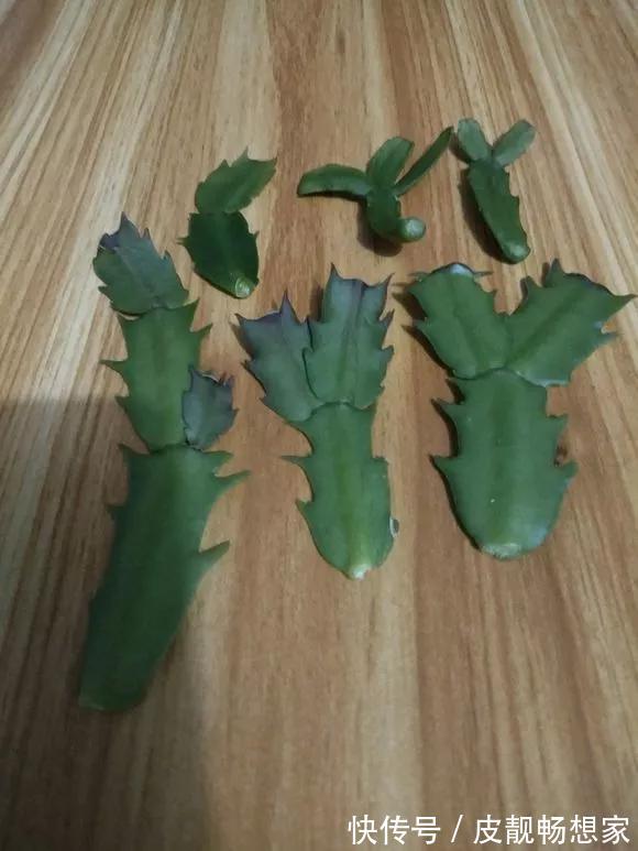 5种花快扦插,生根超快,1周长出大白根,新手也能插得活