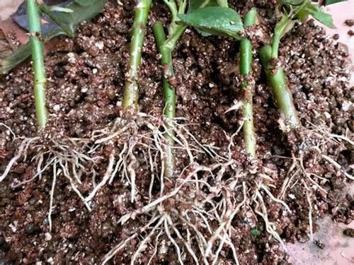 这些制作生根水的方法，学会后，养花再不用头疼扦插成活率低了