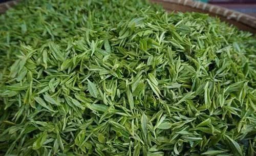 云雾|念念不忘,安顶茶