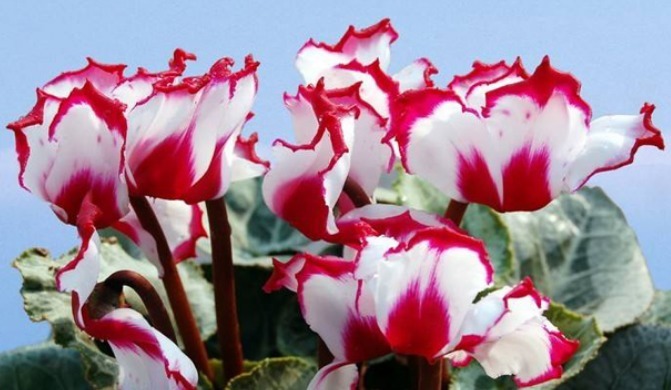 喜欢菊花，不如养盆“盆花之王”仙客来，花繁叶茂，色彩鲜艳