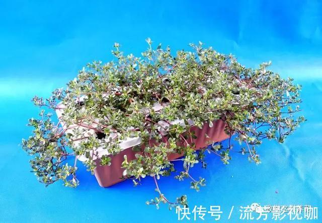 可口|1种野菜含钾高,阳台就能种,年年可摘,好吃可口!