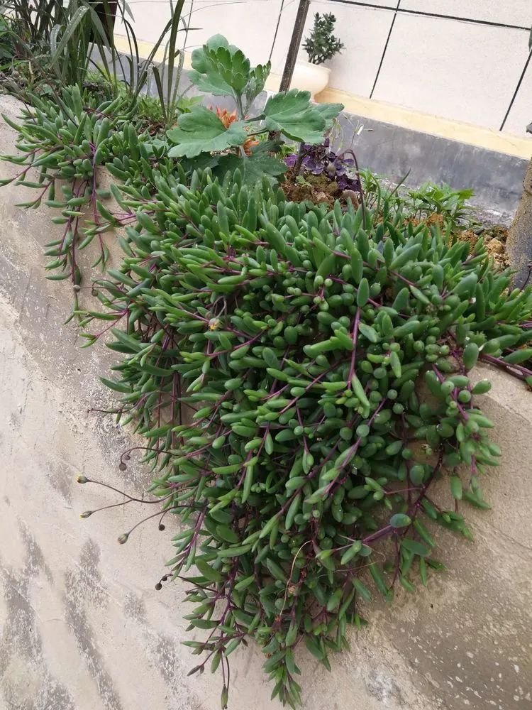 养多肉两年,200多盆养死的不到10盆,记录点点滴滴!