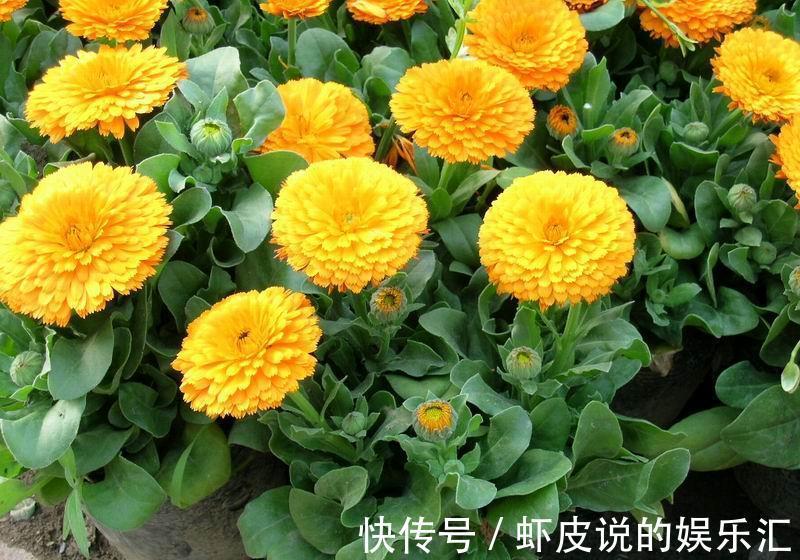 养花试试这几款,漂亮的花,看上去很清凉,超美