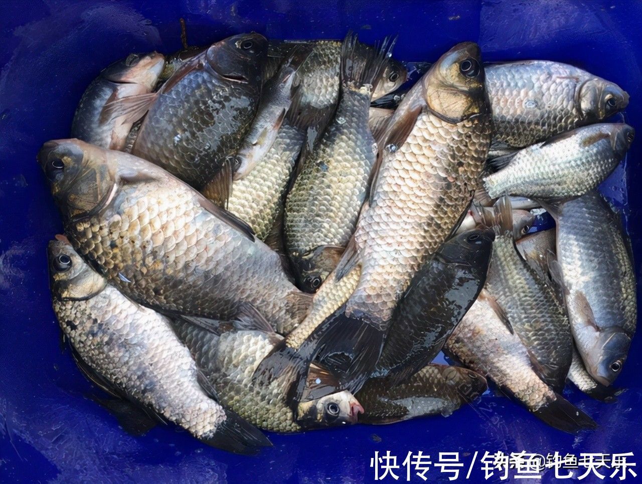 觅食|气温下降也别封竿,大板鲫的觅食高峰来了!现在垂钓正当时