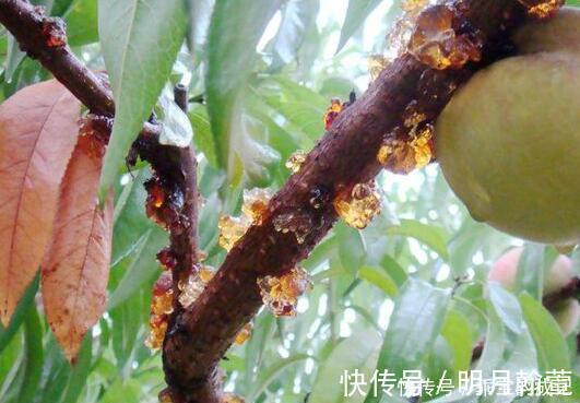 城里人|此物农家人很讨厌,城里人视其为“植物燕窝”,市场价格百元一斤