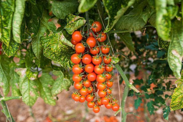 西红柿长成“大树”,一年挂果6000斤,一棵吃一年,就怕你不会种