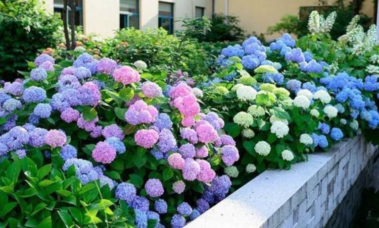 夏天家里养此款花，花期长花量大，花开香飘溢满屋，阳台变花园