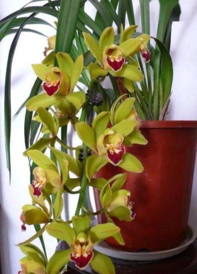 12月养兰花,3个动作操作不当,兰花花梗少,还容易消苞