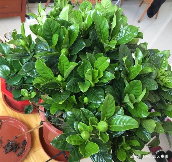 栀子花养爆开,学会“巧”用肥,浇“软水”,叶子墨绿,开花多