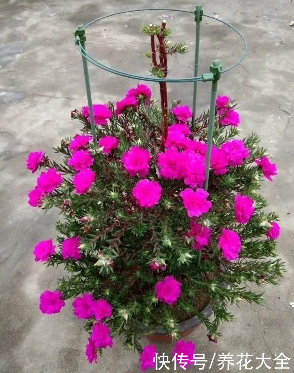 马齿苋花|山东马齿苋老桩，年年开花像小树，网友直呼：假的吧