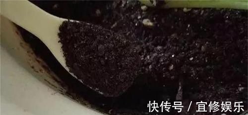 君子兰|君子兰不开花?2种废料埋盆里,花箭蹭蹭冒,开花2个月