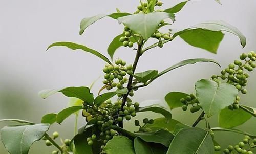 蔬菜|这些野菜你一定见过!营养成分比蔬菜高,属于天然补品,谁吃谁好