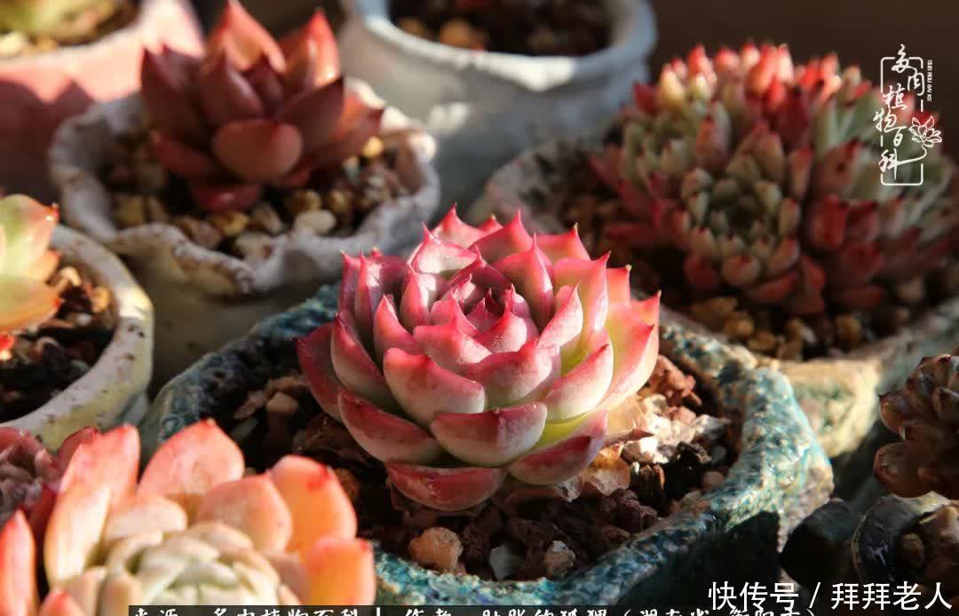 养多肉，我们到底养的是什么？
