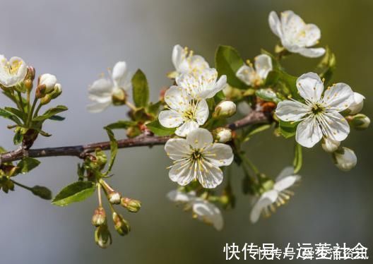 出纳官|未来10天，喜鹊登门报喜，4属相贵人相助，事业顺利，幸福围着转