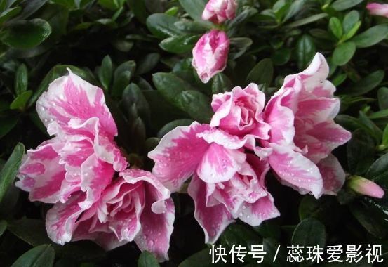 耧斗菜|几款艳丽的花卉，漂亮又好闻，花开芳香四溢，养在家中香飘满屋