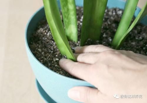 发财树君子兰烂根，可别扔了，1个小招就能救活！