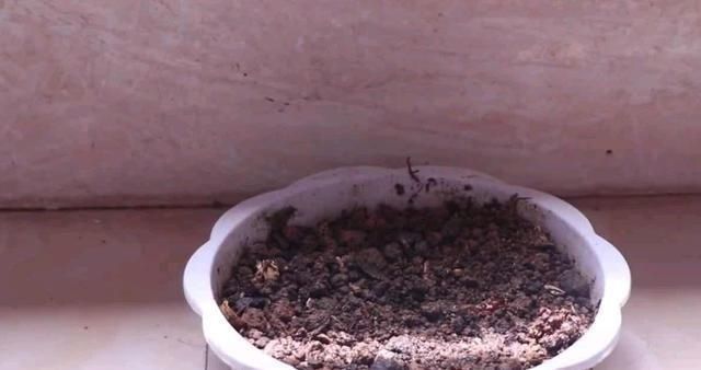 烂桃子一个都不能扔,放在家里太值钱了,下次别再扔掉,学学