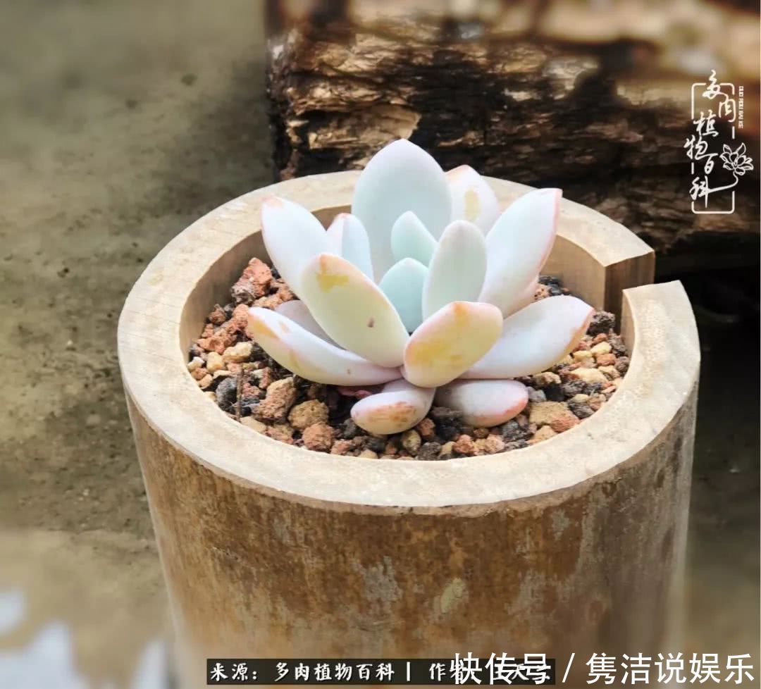 多肉遇上枯木木花盆,姑娘自己造!