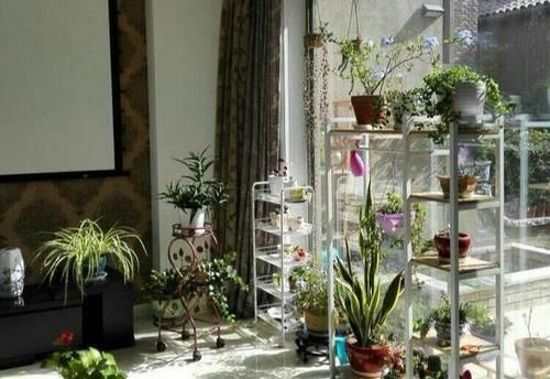 室内养花，频频招惹“蚧壳虫”，该怎么解决？消灭干净？