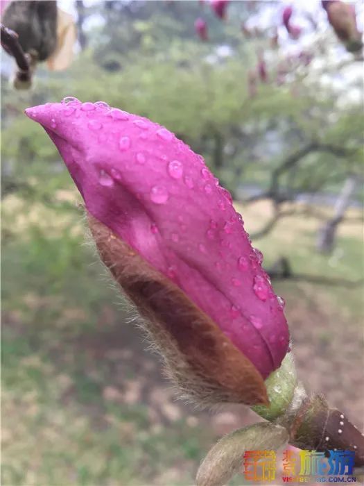 花海！梅花、玉兰、海棠、杏花，你要的醉人春色都藏在北京这座公园里！