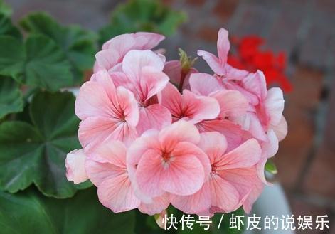 盘点常见的天竺葵14大品种,有你喜欢的么