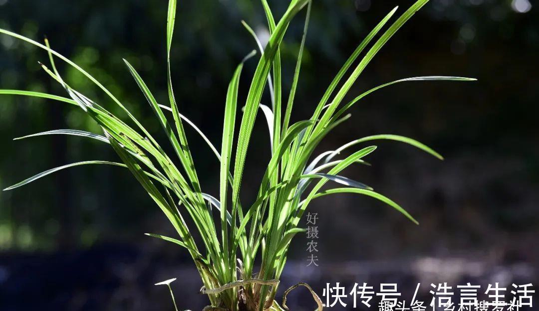 芒种|三分种、七分养，芒种时节的兰花，如何养出浓绿的叶子？