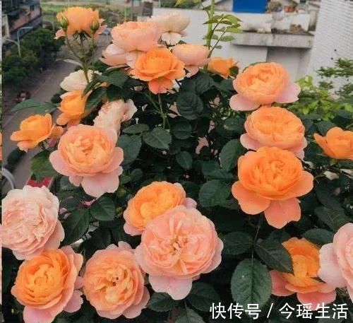 果汁|阳台再小,也要养一盆果汁阳台,上盆一个多月就有花赏