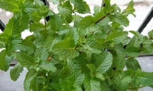 薄荷|阳台适合养的3种花,个个是爆花王,轻松开成花园